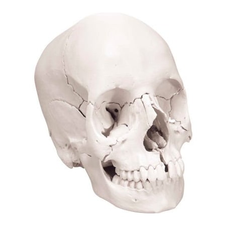Fabrication Enterprises 3B Anatomical Model - Anatomical Skull, Beauchene 22-Part 969690